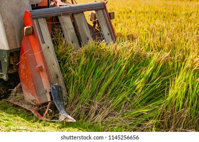 Harvest Paddy Harvesting Rice Images Stock Photos Vectors Shutterstock