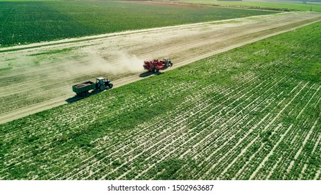 Farmers harvesting red  beets  aerial view  - Shutterstock ID 1502963687