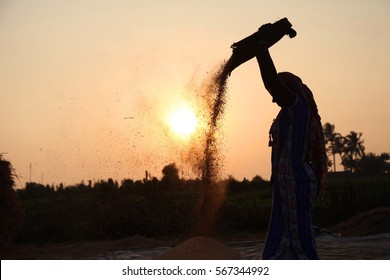  Farmers Harvesting Rice In Rice Field In India.