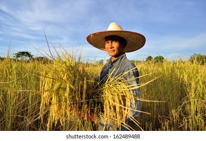 Farmers Harvesting Rice Rice Field Thailand Stock Photo 162489488 ...