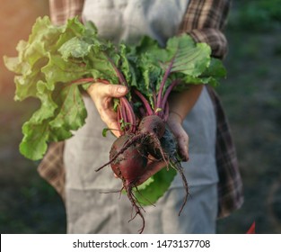 Farmers Holding Fresh Beetroot In Hands On Farm At Sunset. Woman Hands Holding Freshly Bunch Harvest. Healthy Organic Food, Vegetables, Agriculture, Close Up