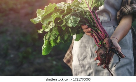 Farmers holding fresh beetroot in hands on farm at sunset. Woman hands holding freshly bunch harvest. Healthy organic food, vegetables, agriculture, close up - Powered by Shutterstock