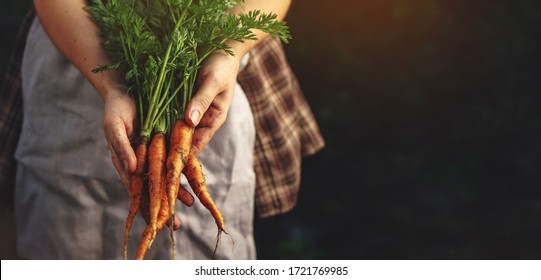 Farmers holding fresh carrots in hands on farm at sunset. Woman hands holding freshly bunch harvest. Healthy organic food, vegetables, agriculture, close up, toning