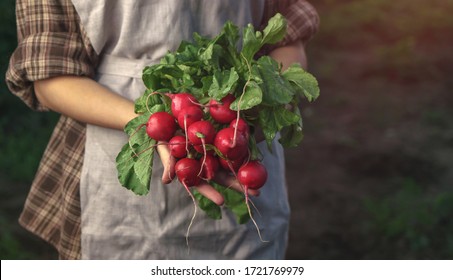 Farmers holding fresh radish in hands on farm. Woman hands holding freshly bunch harvest. Healthy organic food, vegetables, agriculture, close up