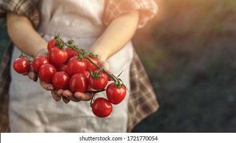 Landwirte, die frische Tomaten bei Sonnenuntergang in Händen halten. Weibliche Hände, die frische Ernte halten. Gesunde Bio-Lebensmittel, Gemüse, Landwirtschaft, Nahaufnahme, Toning