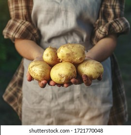 Agricultores sosteniendo patatas en la granja al atardecer. Manos de mujer sosteniendo cosechas frescas. Alimentos ecológicos saludables, verduras, agricultura, cierre