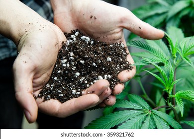 Farmers Holding Rich Soil For His Marijuana Plants