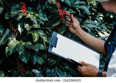 Farmers are inspecting fully ripe coffee beans that are ready to be harvested and processed for export according to orders received from investors engaged in exporter's brand of roasted coffee beans.