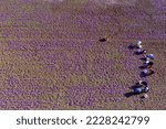 Farmers pick the blooming crocus flowers in the field in the area of Kozani in northern Greece