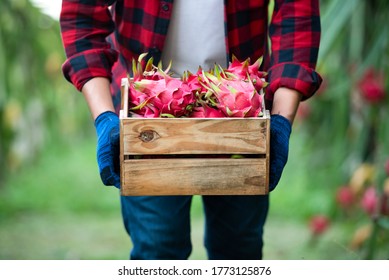 Farmers Picking Fruit From The Dragon Fruit In Asia