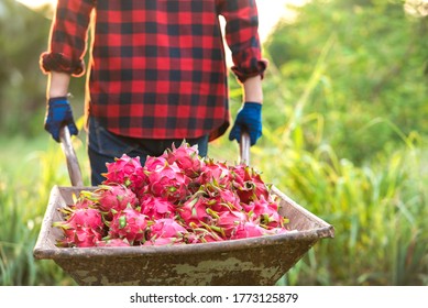 Farmers Picking Fruit From The Dragon Fruit In Asia