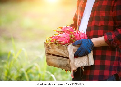 Farmers Picking Fruit From The Dragon Fruit In Asia