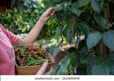 Farmers picking pepper into the basket filled with pepper after the harvest with branch of pepper tree background.