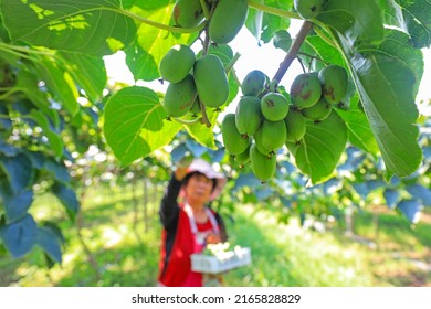 Farmers Are Picking Soft Dates And Kiwifruit On The Farm, North China