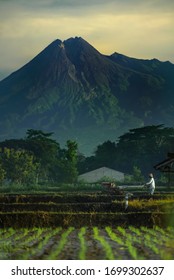 Farmers plant young rice in the morning with reflection background Merapi mountain and blue sky in the morning