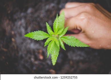 Farmers are planting marijuana seedlings, Farmer Holding a Cannabis Plant.