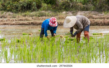 Farmers Planting Rice Stock Photo 297443504 | Shutterstock