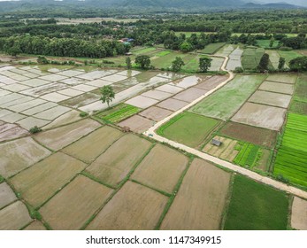 Farmers Planting Rice Field Top View Stock Photo 1147349915 | Shutterstock