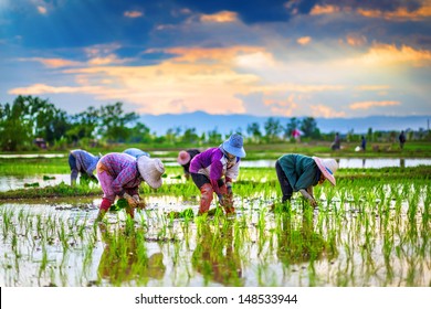Farmers are planting rice in the rice paddy field on sunset.