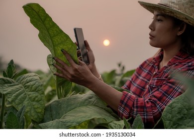 Farmers, Planting, Tobacco, Use Laptop, Inspect The Quality Of The Tobacco Leaves, Technology Concepts