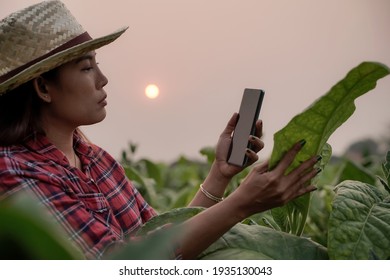 Farmers, Planting, Tobacco, Use Laptop, Inspect The Quality Of The Tobacco Leaves, Technology Concepts