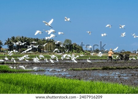 Farmers prepare rice fields with tractor machines to plant rice and egrets (herons,kuntul) follow to look for food
