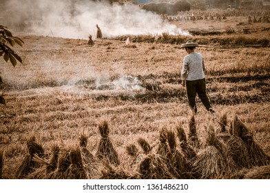 Farmers Reap A Bumper Crop Of Paddy Fields