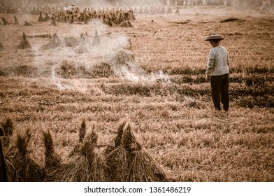 Farmers Reap A Bumper Crop Of Paddy Fields