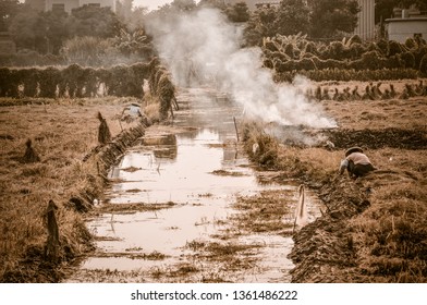 Farmers Reap A Bumper Crop Of Paddy Fields