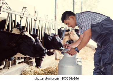 Farmers Recording Details Each Cow On Stock Photo 1033346146 | Shutterstock