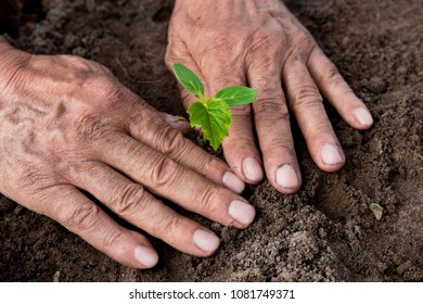 Farmers, retired planting in the ground Green sprout. The concept of farming and business growth. Selective focus