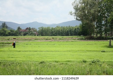 Farmers and Rice Farm - Shutterstock ID 1118249639