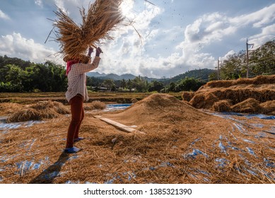 Farmers Rice Grain Threshing During Harvest Stock Photo 1385321390 ...