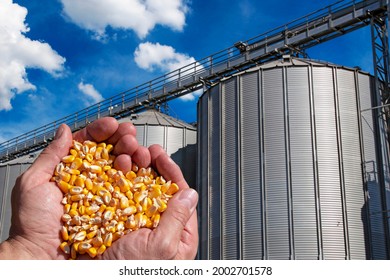 Farmer's Rough Hands Holding Corn Kernels. Handful Of Harvested Grain Corn Heart-Shaped Pile Against Grain Storage Bin. Freshly Harvested Grain Corn. 