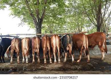 the farmers sell the cows in the market. - Shutterstock ID 2310708217