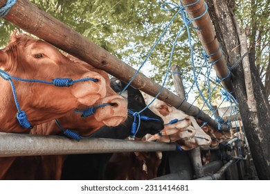 the farmers sell the cows in the market. - Shutterstock ID 2311414681