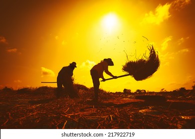 Farmers silhouettes at sunset. Rice grain threshing during harvest time in northern Thailand