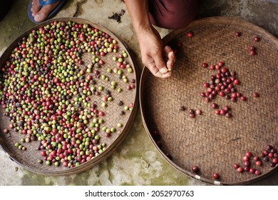 Farmers sort rotten and fresh coffee beans before drying. traditional coffee-making process. quality coffee bean industry