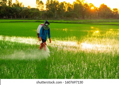 Farmers are spraying chemicals to control weeds in the rice fields and the morning sun.