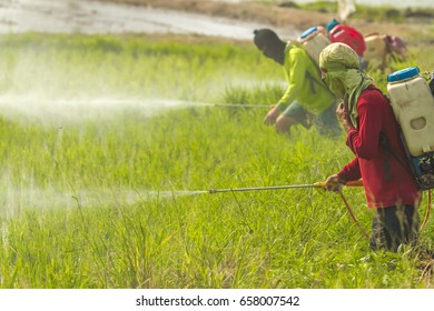 Farmers Are Spraying Pesticide To Protect Plants By Manual Backpack Sprayer.