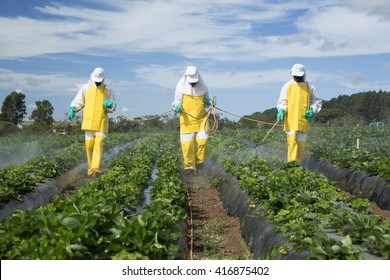 Farmers Spraying Pesticides In Strawberry Garden - Location: Brazlândia-DF/Brazil