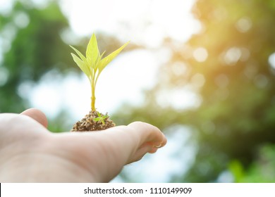 Farmers started planting trees, trees, natural backgrounds. - Shutterstock ID 1110149909