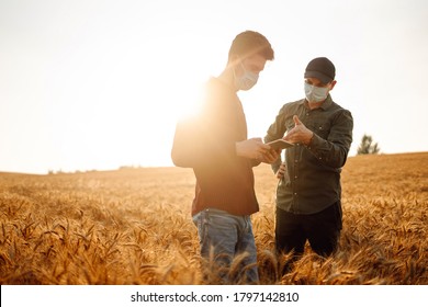 Farmers In A Sterile Mask With A Tablet In Their Hands In A Wheat Field. Agro Business. Agriculture And Harvesting Concept.