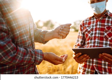 Farmers In Sterile Medical Masks Discuss Agricultural Issues On A Wheat Field. Farmers With Tablet In The Field. Smart Farm. Agro Business. Covid-19.