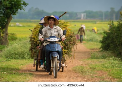 Farmers Suburban Districts Hanoi Harvested Paddy Stock Photo 433435744 ...