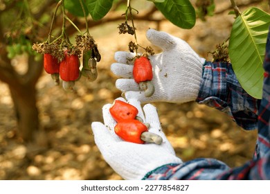 Los granjeros toman racimos de nueces de los árboles para inspeccionar la calidad de los productos. La fruta parece rosa manzana o pera. Al final de la fruta hay una semilla, en forma de riñón.           
