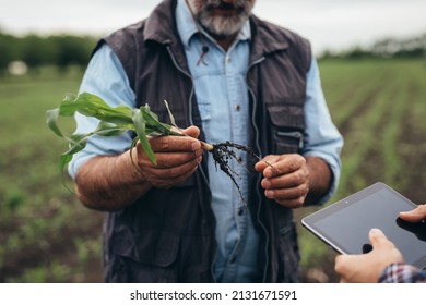 Farmers Talking On Corn Field