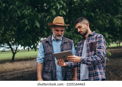 Farmers Talking On Walnut Orchard