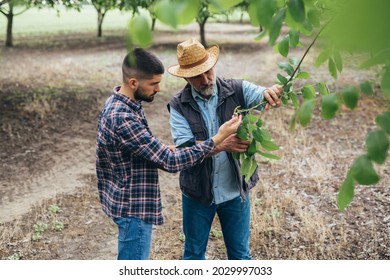 Farmers Talking In Walnut Orchard