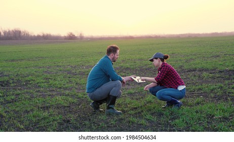 Farmers Teaming Up To Make A Business Plan In The Tablet In The Field, The Concept Of Rural Life, Agricultural Work On Fertilization With Organic Substances Of The Farm, Senior Agronomist